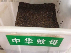 中华蚊母种子