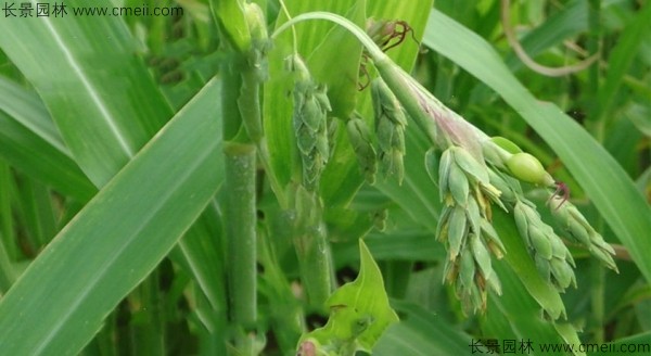 薏米种子发芽出苗图片
