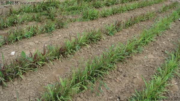 6月可以播种薏米种子吗