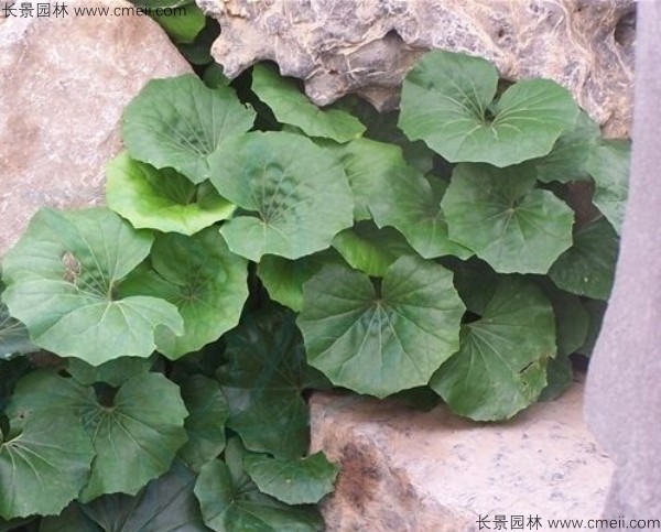 大吴风草种子发芽出苗开花图片