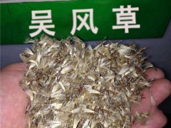 大吴风草种子