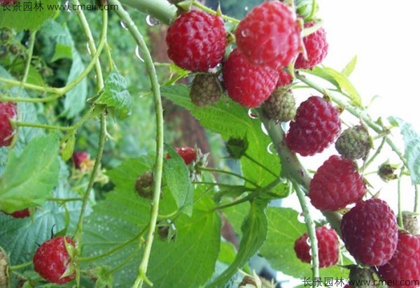 树莓种子图片