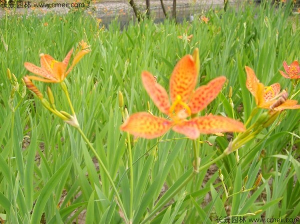 射干种子发芽出苗开花图片