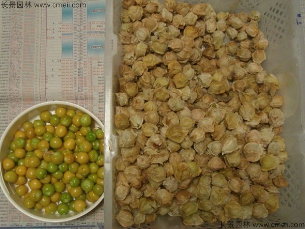 锦灯笼种子市场多少钱一斤