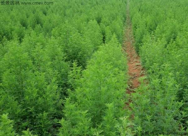 青蒿种子怎么种植最适合