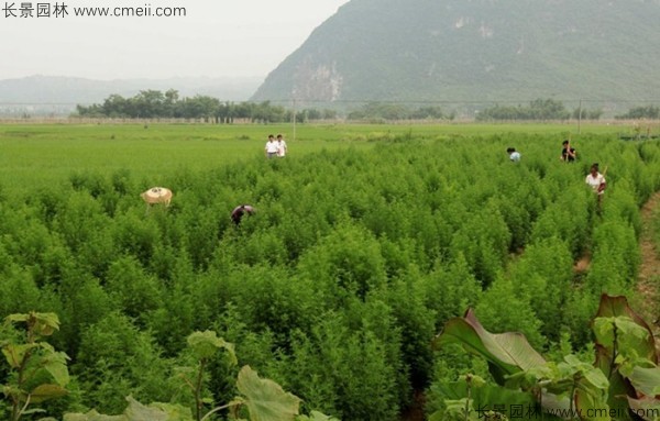 青蒿种子怎么种植最适合