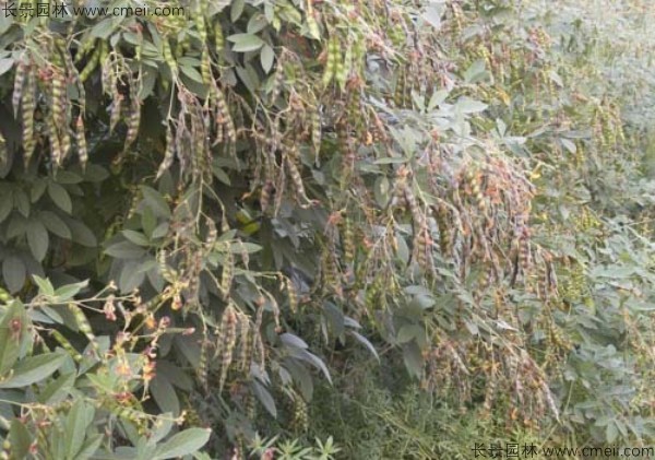 木豆种子发芽出苗开花图片