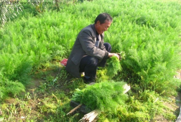 茴香种子发芽出苗图片