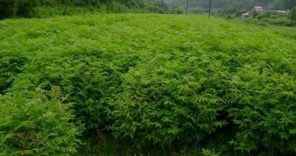 黄柏种子发芽出苗图片 黄柏种子发芽出苗图片
