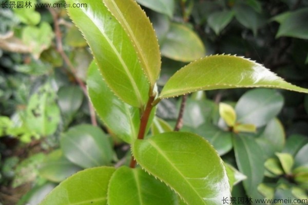 茶树种子发芽出苗图片