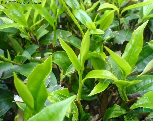 茶树种子发芽出苗图片