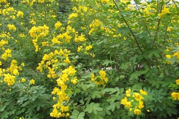 黄花槐种子发芽出苗开花图片