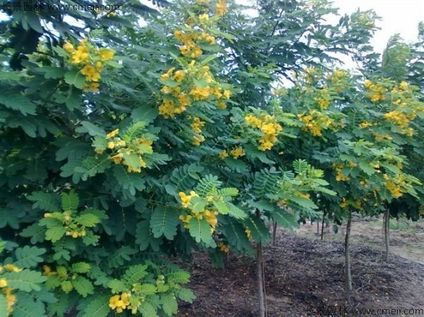 黄花槐种子发芽出苗开花图片