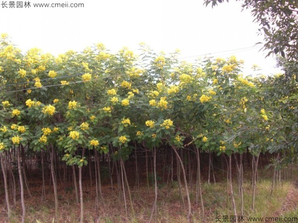 黄花槐种子发芽出苗开花图片