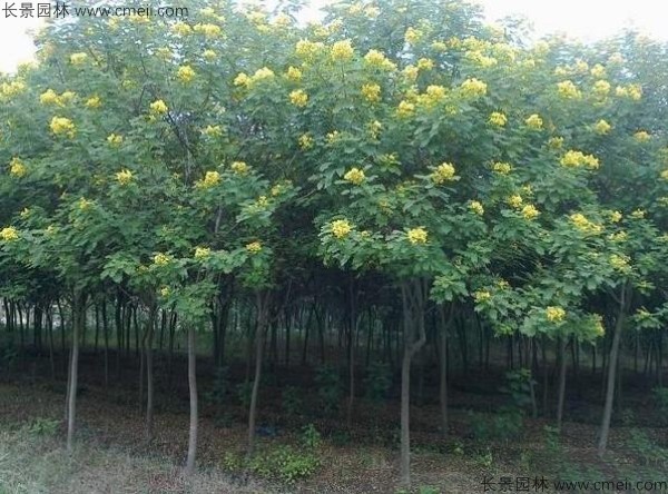 黄花槐种子发芽出苗开花图片