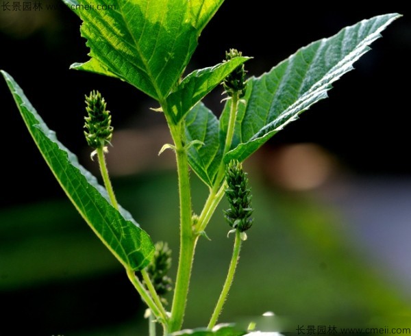 补骨脂种子发芽出苗开花图片