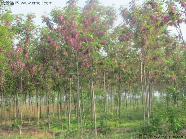 红花槐种子发芽出苗开花图片