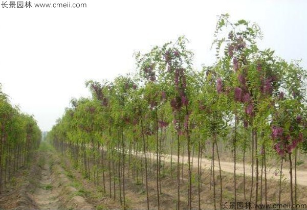 红花槐种子发芽出苗开花图片