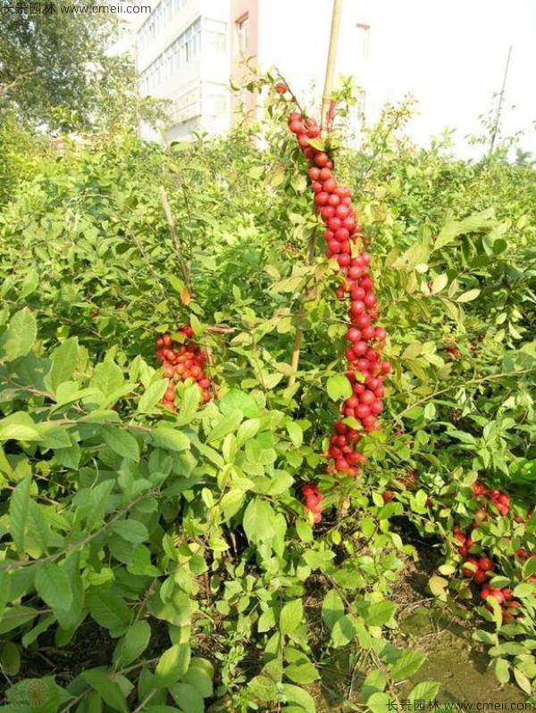 钙果种子发芽出苗开花结果图片