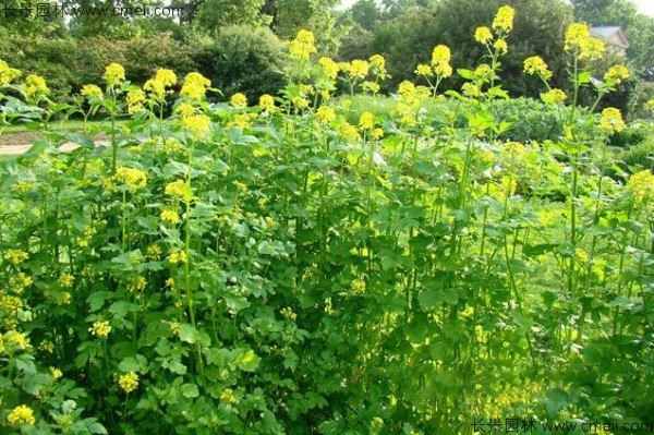 白芥子种子发芽出苗开花图片