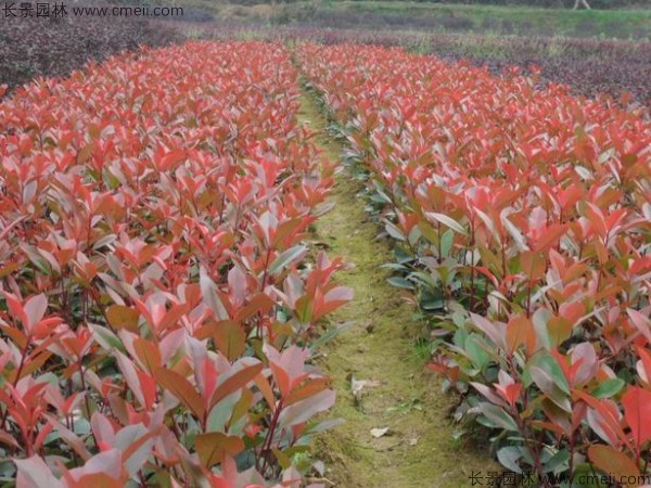 红叶石楠种子发芽出苗图片