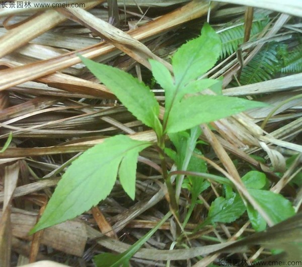 败酱草能在东北种植吗