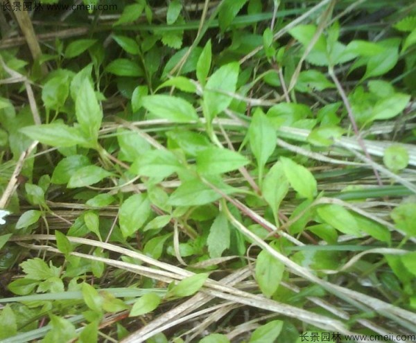 败酱草在什么季节开花