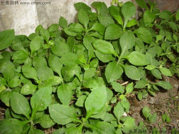 败酱草种子每平方种植多少克