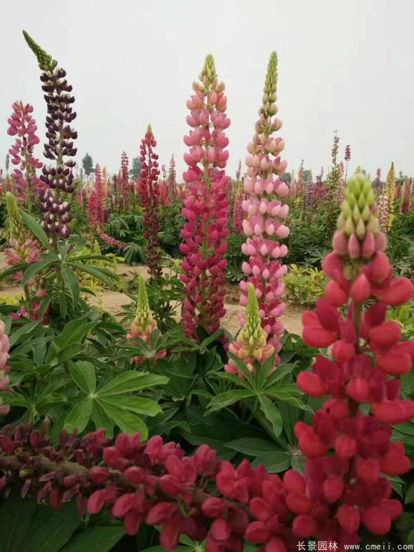 鲁冰花种子发芽出苗开花图片