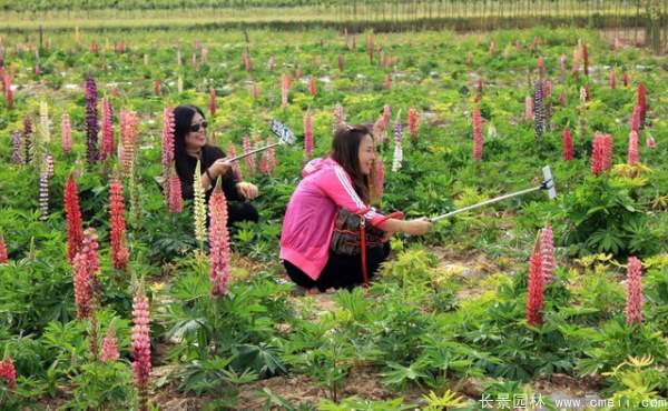 鲁冰花种子发芽出苗开花图片