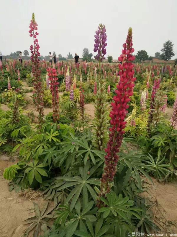 鲁冰花种子发芽出苗开花图片