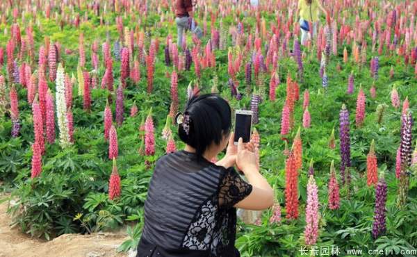 鲁冰花种子发芽出苗开花图片