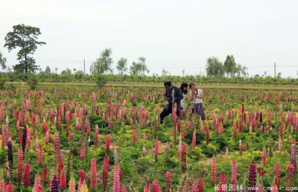 羽扇豆种子发芽出苗开花图片