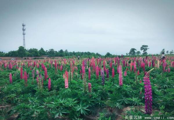 鲁冰花种子发芽出苗开花图片