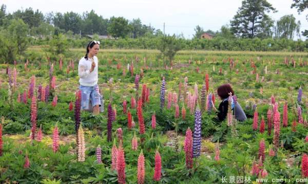 羽扇豆种子发芽出苗开花图片