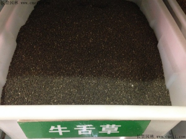 贵州哪里有卖牛舌草种子的