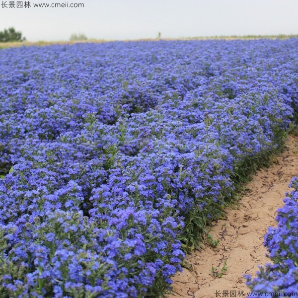 南非牛舌草种子发芽出苗开花图片