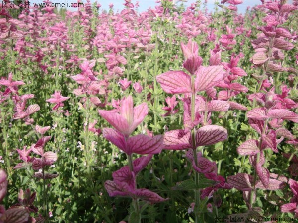 鼠尾草什么季节开花