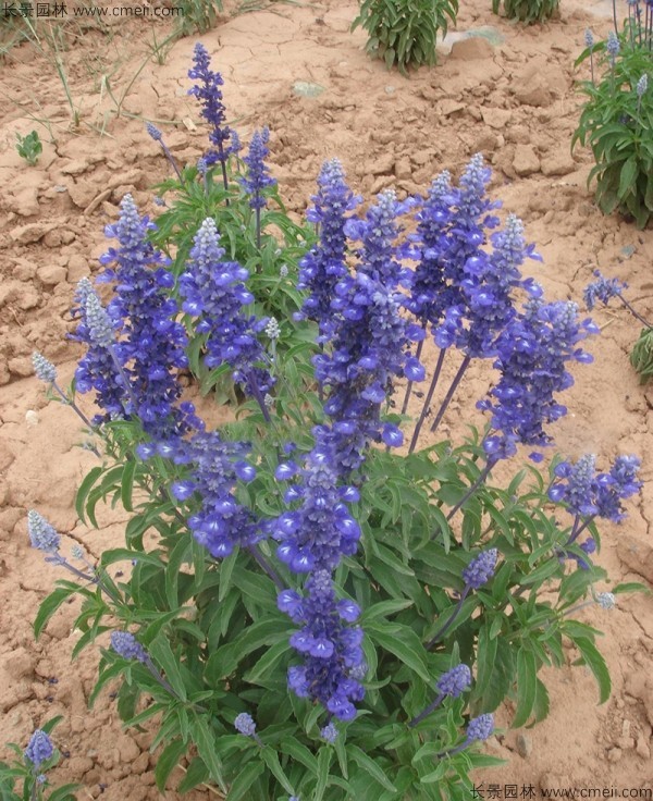 鼠尾草的花语是什么，鼠尾草