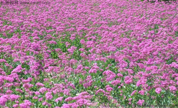 高雪轮什么季节开花