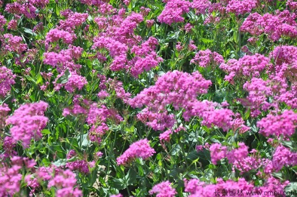 高雪轮种子发芽出苗开花图片