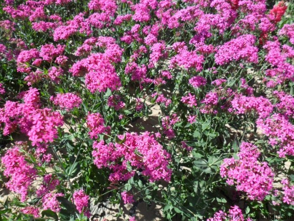 高雪轮什么季节开花