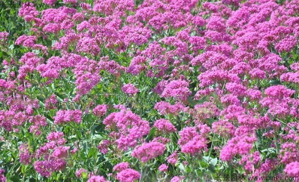 高雪轮种子发芽出苗开花图片