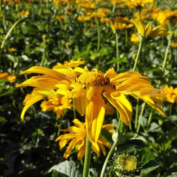 山西适合种植日光菊吗