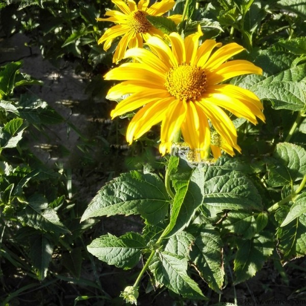 山西适合种植日光菊吗