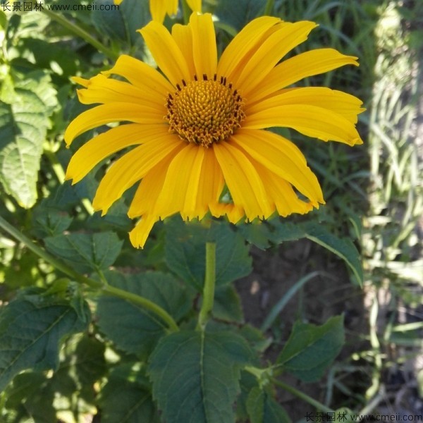 陕西适合种植日光菊吗