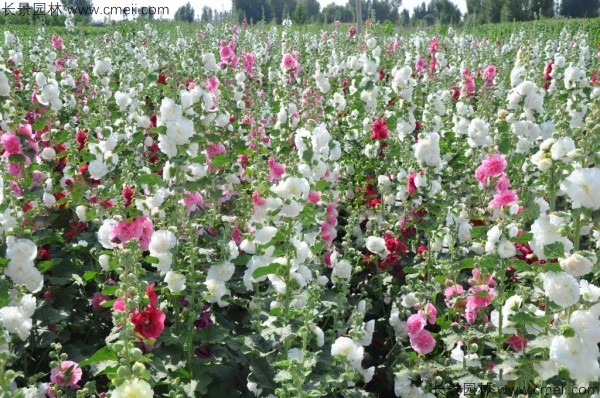 锦葵种子发芽出苗开花图片