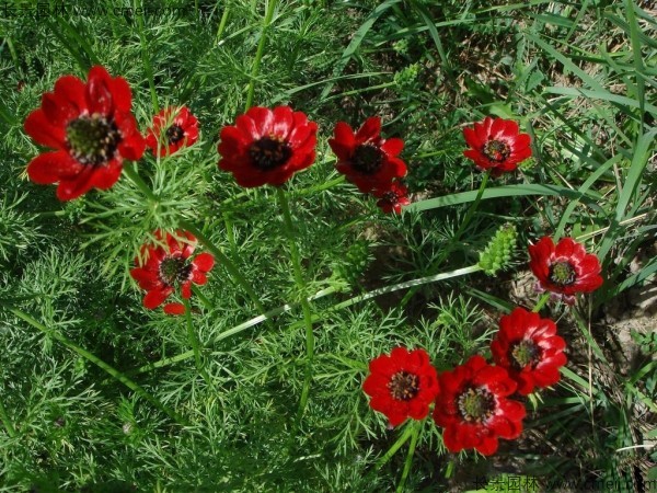 福寿花花籽什么价格