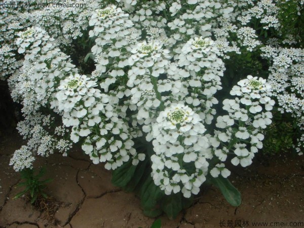 蜂室花种子发芽出苗开花图片