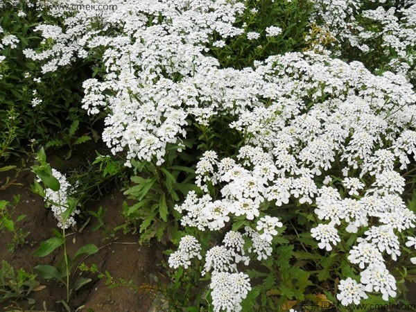 蜂室花几月份播种